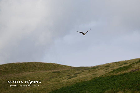 Osprey-