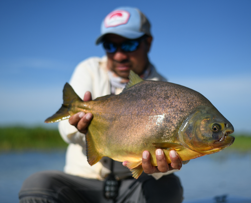 pacu-corrientes-argentna
