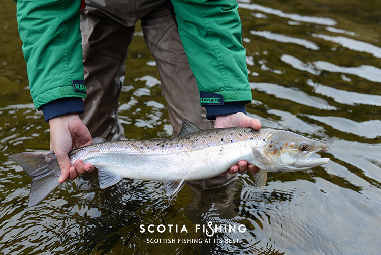 salmon-kelt-caught-in-spring-0