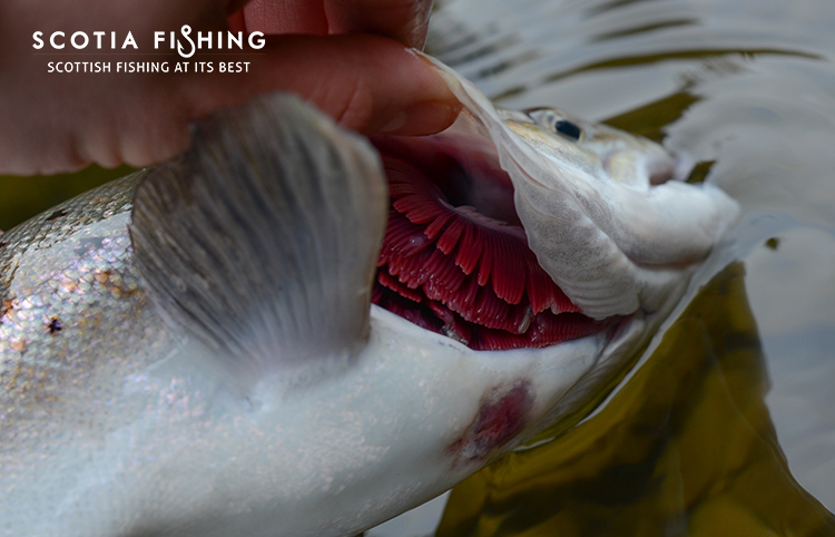 gill-maggots-on-salmon-kelt-0