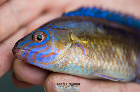 wrasse-fishing-in-scotland