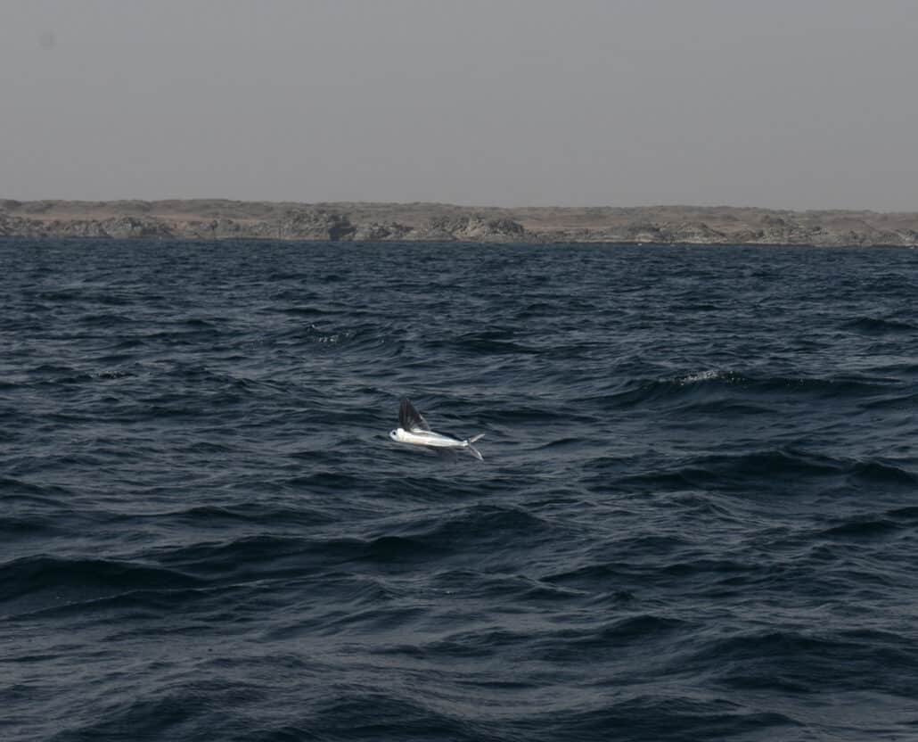 flying-fish-oman