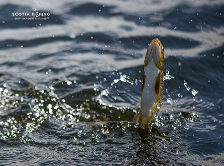 fishing-in-scotland-june