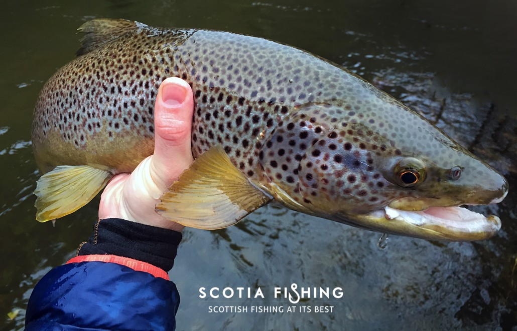river-tweed-trout-fishing-season