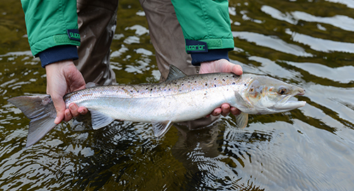 Identifying Atlantic Salmon – Rawners, Baggots, Kelts, Springers etc