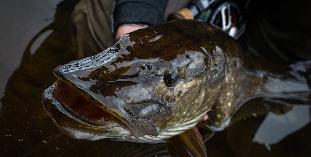 pike-fish-scotland-12345
